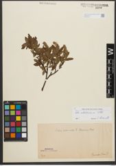 Foto von Salix waldsteiniana Willd.